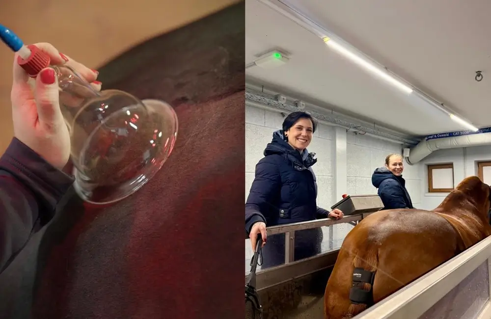 C-itrone-Schroepfen-Schroepftherapie-Schroepfgeraete-Danner-Hund-Hundetherapie-Bayern-Sueddeutschland-Feedback-Rehazentrum-GutRiedbichl